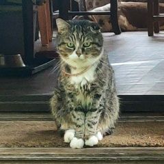 Подробнее об объявлении «Пропала кошка кот. снт лесовод Солнечногорск» Фото: пропала кошка  «Пропала кошка кот. снт лесовод Солнечногорск» в г. Солнечногорск