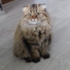 Подробнее об объявлении «Пропала кошка 10. 04.21 Орехово-Зуево» Фото: пропала кошка Скоттиш фолд (шотландская вислоухая) «Пропала кошка 10. 04.21 Орехово-Зуево» в г. Орехово-Зуево
