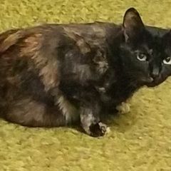 Подробнее об объявлении «Пропала кошка может быть ранена, не стирилизована Томск» Фото: пропала кошка  «Пропала кошка может быть ранена, не...» в г. Томск