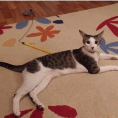 Подробнее об объявлении «Пропала кошка эва Москва» Фото: пропала кошка  «Пропала кошка эва Москва» в г. Москва