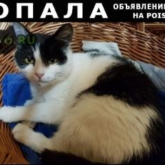 Подробнее об объявлении «Пропала кошка Ростов-на-Дону» Фото: пропала кошка  «Пропала кошка Ростов-на-Дону» в г. Ростов-на-Дону