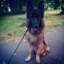 Подробнее об объявлении «Пропала собака кобель Санкт-Петербург» Фото: пропала собака Немецкая овчарка «Пропала собака кобель Санкт-Петербург» в г. Санкт-Петербург