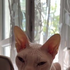 Подробнее об объявлении «Пропал кот Пермь» Фото: пропала кошка  «Пропал кот Пермь» в г. Пермь