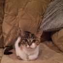 Подробнее об объявлении «Пропала кошка Немчиновка» Фото: пропала кошка  «Пропала кошка Немчиновка» в г. Немчиновка