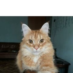 Подробнее об объявлении «Пропал кот Санкт-Петербург» Фото: пропала кошка  «Пропал кот Санкт-Петербург» в г. Санкт-Петербург