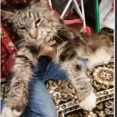 Подробнее об объявлении «Пропала кошка мейн кун Тюмень» Фото: пропала кошка Мейн-кун «Пропала кошка мейн кун Тюмень» в г. Тюмень