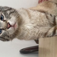 Подробнее об объявлении «Пропал кот помогите найти Грозный» Фото: пропала кошка  «Пропал кот помогите найти Грозный» в г. Грозный