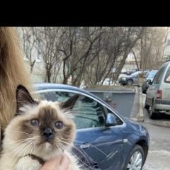 Подробнее об объявлении «Жуковский Пропала кошка» Фото: пропала кошка Бирманская кошка «Жуковский Пропала кошка» в г. Жуковский