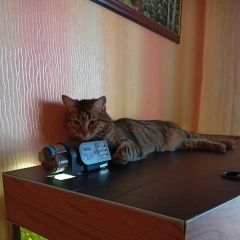Подробнее об объявлении «Пропал кот Химки» Фото: пропала кошка  «Пропал кот Химки» в г. Химки
