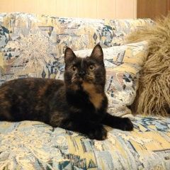 Подробнее об объявлении «Пропала кошка максимальный репост Ставрополь» Фото: пропала кошка  «Пропала кошка максимальный репост Ставрополь» в г. Ставрополь