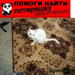 Подробнее об объявлении «Пропала кошка Санкт-Петербург» Фото: пропала кошка Турецкая ангора «Пропала кошка Санкт-Петербург» в г. Санкт-Петербург