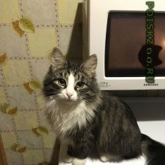Подробнее об объявлении «Пропала кошка Санкт-Петербург» Фото: пропала кошка  «Пропала кошка Санкт-Петербург» в г. Санкт-Петербург