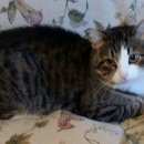 Подробнее об объявлении «Пропал кот Оренбург» Фото: пропала кошка  «Пропал кот Оренбург» в г. Оренбург