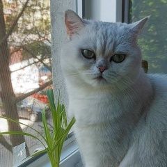 Подробнее об объявлении «Пропала кошка Ростов-на-Дону» Фото: пропала кошка Британская короткошерстная кошка «Пропала кошка Ростов-на-Дону» в г. Ростов-на-Дону