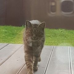 Подробнее об объявлении «Шереметьевский Пропала кошка ушла погулять октября» Фото: пропала кошка  «Шереметьевский Пропала кошка ушла погулять октября» в г. Шереметьевский