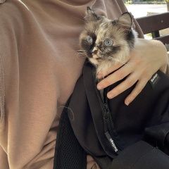 Подробнее об объявлении «Иркутск Пропала кошка. г. район лисихи» Фото: пропала кошка Невская маскарадная «Иркутск Пропала кошка. г. район лисихи» в г. Иркутск