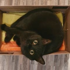 Подробнее об объявлении «Москва Пропала кошка чёрная кошка» Фото: пропала кошка  «Москва Пропала кошка чёрная кошка» в г. Москва