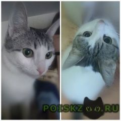Подробнее об объявлении «Пропала кошка Ростов-на-Дону» Фото: пропала кошка  «Пропала кошка Ростов-на-Дону» в г. Ростов-на-Дону