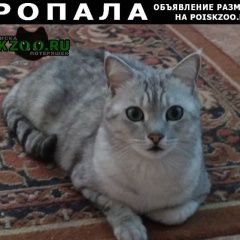 Подробнее об объявлении «Пропал кот Новосибирск» Фото: пропала кошка  «Пропал кот Новосибирск» в г. Новосибирск