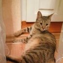 Подробнее об объявлении «Пропала кошка Оренбург» Фото: пропала кошка  «Пропала кошка Оренбург» в г. Оренбург