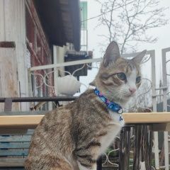 Картинка пропала кошка В городе Ангарск потерян котейка. Ангарск