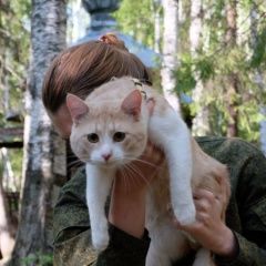 Подробнее об объявлении «Пропал кот годовалый рыжий кот Среднеуральск» Фото: пропала кошка  «Пропал кот годовалый рыжий кот Среднеуральск» в г. Среднеуральск