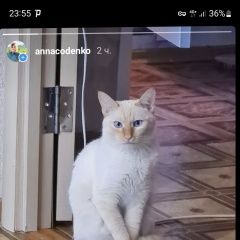 Подробнее об объявлении «Красноярск Пропал кот молодой кот 2 года» Фото: пропала кошка  «Красноярск Пропал кот молодой кот 2 года» в г. Красноярск