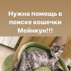 Подробнее об объявлении «Воронеж Пропала кошка кошечка» Фото: пропала кошка Мейн-кун «Воронеж Пропала кошка кошечка» в г. Воронеж