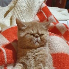 Подробнее об объявлении «Пропала кошка любимая кошка Домодедово» Фото: пропала кошка Экзотическая короткошерстная «Пропала кошка любимая кошка Домодедово» в г. Домодедово