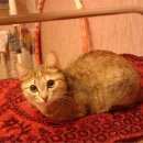 Подробнее об объявлении «Минусинск Пропала кошка пожалуйста помогите найти кошку» Фото: пропала кошка  «Минусинск Пропала кошка пожалуйста помогите...» в г. Минусинск