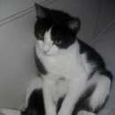 Подробнее об объявлении «Москва Пропала кошка» Фото: пропала кошка  «Москва Пропала кошка» в г. Москва