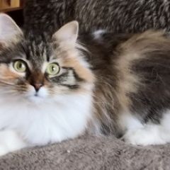 Подробнее об объявлении «Пропала кошка Одинцово» Фото: пропала кошка  «Пропала кошка Одинцово» в г. Одинцово
