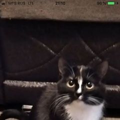 Подробнее об объявлении «Пропала кошка гномик Оренбург» Фото: пропала кошка  «Пропала кошка гномик Оренбург» в г. Оренбург