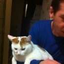 Подробнее об объявлении «Подольск Пропал кот ик» Фото: пропала кошка  «Подольск Пропал кот ик» в г. Подольск