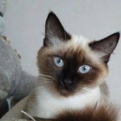 Подробнее об объявлении «Мытищи Пропала кошка, невская маскарадная» Фото: пропала кошка  «Мытищи Пропала кошка, невская маскарадная» в г. Мытищи