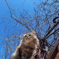 Подробнее об объявлении «Анапа Пропала кошка витязево» Фото: пропала кошка  «Анапа Пропала кошка витязево» в г. Анапа