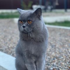 Подробнее об объявлении «Пропал кот британец серый Иркутск» Фото: пропала кошка Британская длинношерстная кошка «Пропал кот британец серый Иркутск» в г. Иркутск