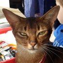 Подробнее об объявлении «Подольск Пропала кошка» Фото: пропала кошка Абиссинская «Подольск Пропала кошка» в г. Подольск
