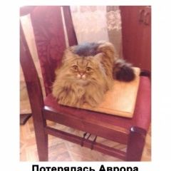Подробнее об объявлении «Пропала кошка Ульяновск» Фото: пропала кошка  «Пропала кошка Ульяновск» в г. Ульяновск