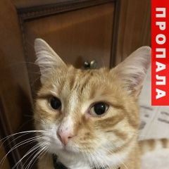 Подробнее об объявлении «Анапа Пропал кот» Фото: пропала кошка  «Анапа Пропал кот» в г. Анапа