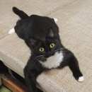 Подробнее об объявлении «Пропала кошка Томск» Фото: пропала кошка  «Пропала кошка Томск» в г. Томск