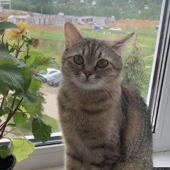Подробнее об объявлении «Истра Пропала кошка» Фото: пропала кошка Британская длинношерстная кошка «Истра Пропала кошка» в г. Истра