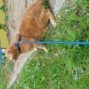 Подробнее об объявлении «Иваново Пропал кот» Фото: пропала кошка  «Иваново Пропал кот» в г. Иваново