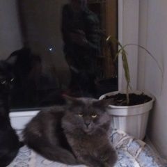 Подробнее об объявлении «Пропал кот Краснодар» Фото: пропала кошка Сибирская «Пропал кот Краснодар» в г. Краснодар