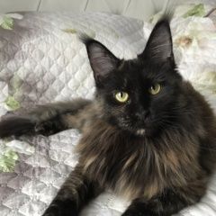 Подробнее об объявлении «Пропала кошка мейн-кун Внуково» Фото: пропала кошка  «Пропала кошка мейн-кун Внуково» в г. Внуково
