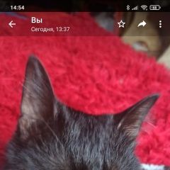 Подробнее об объявлении «Пропала кошка на улице правды Уфа» Фото: пропала кошка  «Пропала кошка на улице правды Уфа» в г. Уфа