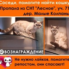 Подробнее об объявлении «Пропала кошка Гатчина» Фото: пропала кошка Британская короткошерстная кошка «Пропала кошка Гатчина» в г. Гатчина