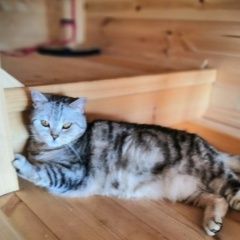 Подробнее об объявлении «Пропала кошка Волоколамск» Фото: пропала кошка Британская короткошерстная «Пропала кошка Волоколамск» в г. Волоколамск