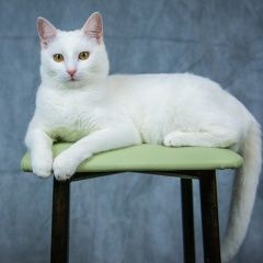 Подробнее об объявлении «Саратов Пропала кошка помогите найти белую кошку в е» Фото: пропала кошка  «Саратов Пропала кошка помогите найти белую...» в г. Саратов