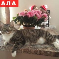 Подробнее об объявлении «Пропала кошка Томск» Фото: пропала кошка  «Пропала кошка Томск» в г. Томск